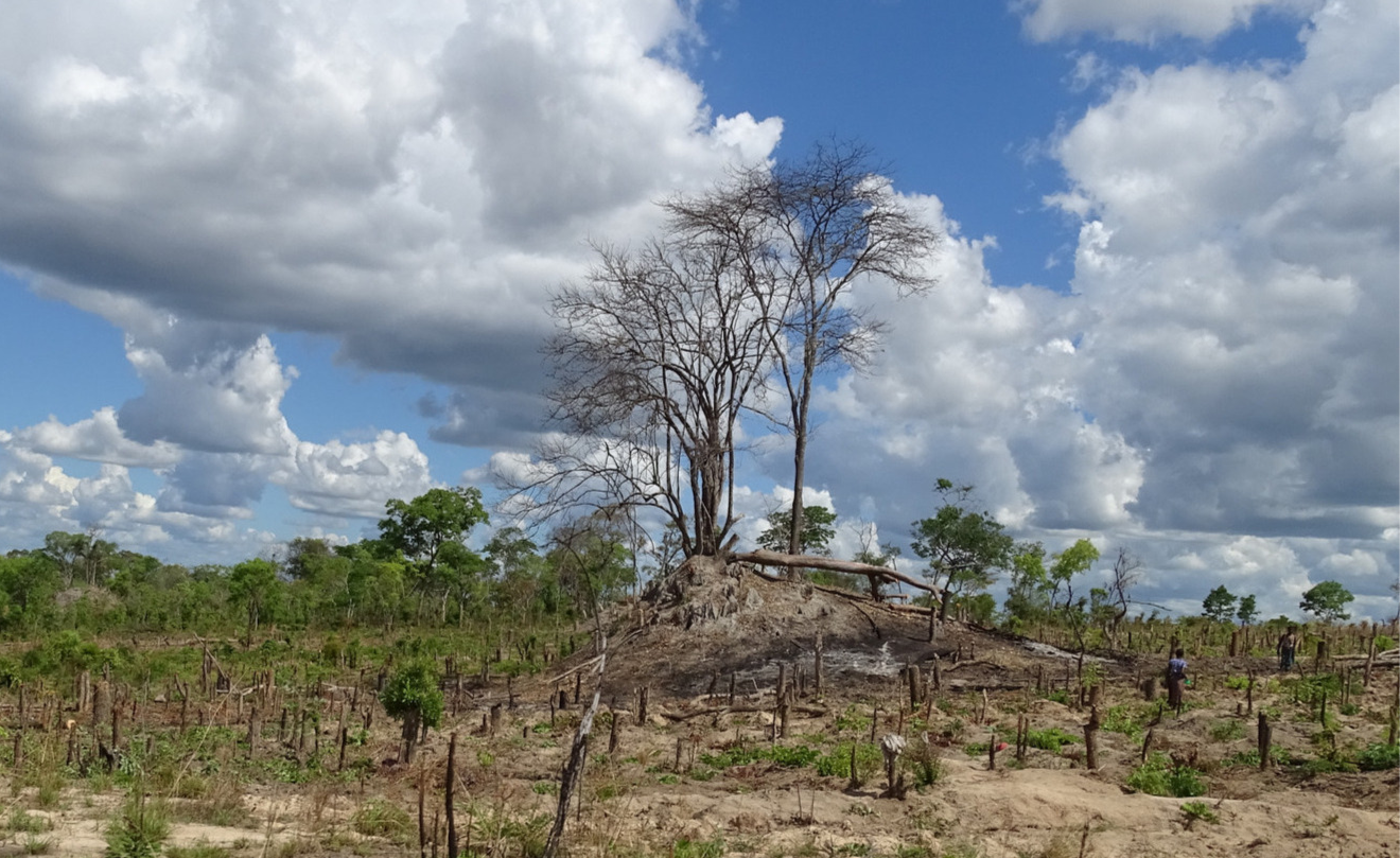 árboles en el campo de Mozambique