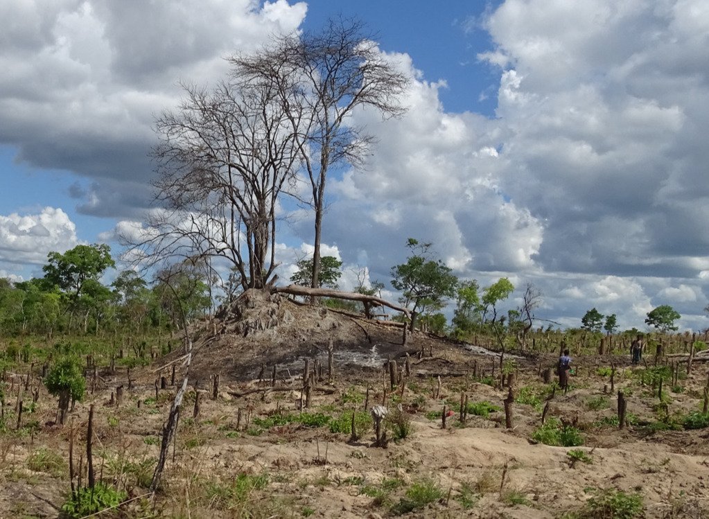 árboles quemados en Mozambique