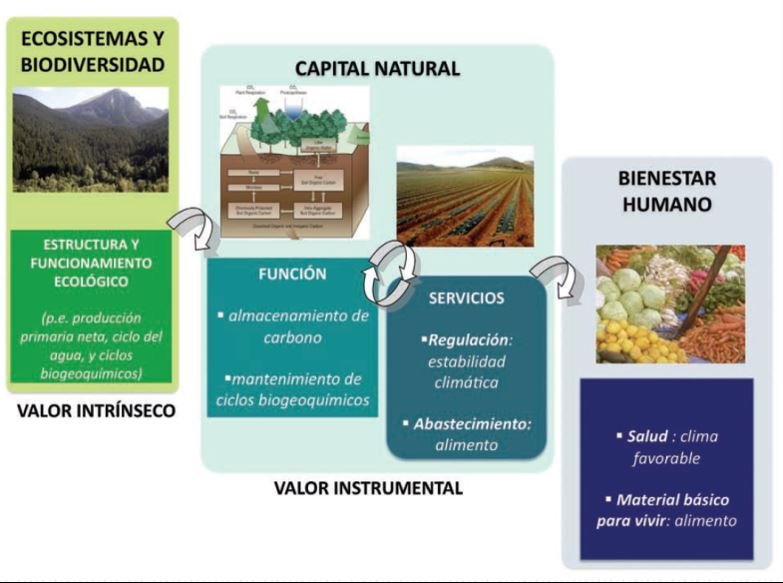 Imagen extraída del proyecto Evaluación de los Ecosistemas del Milenio  de España