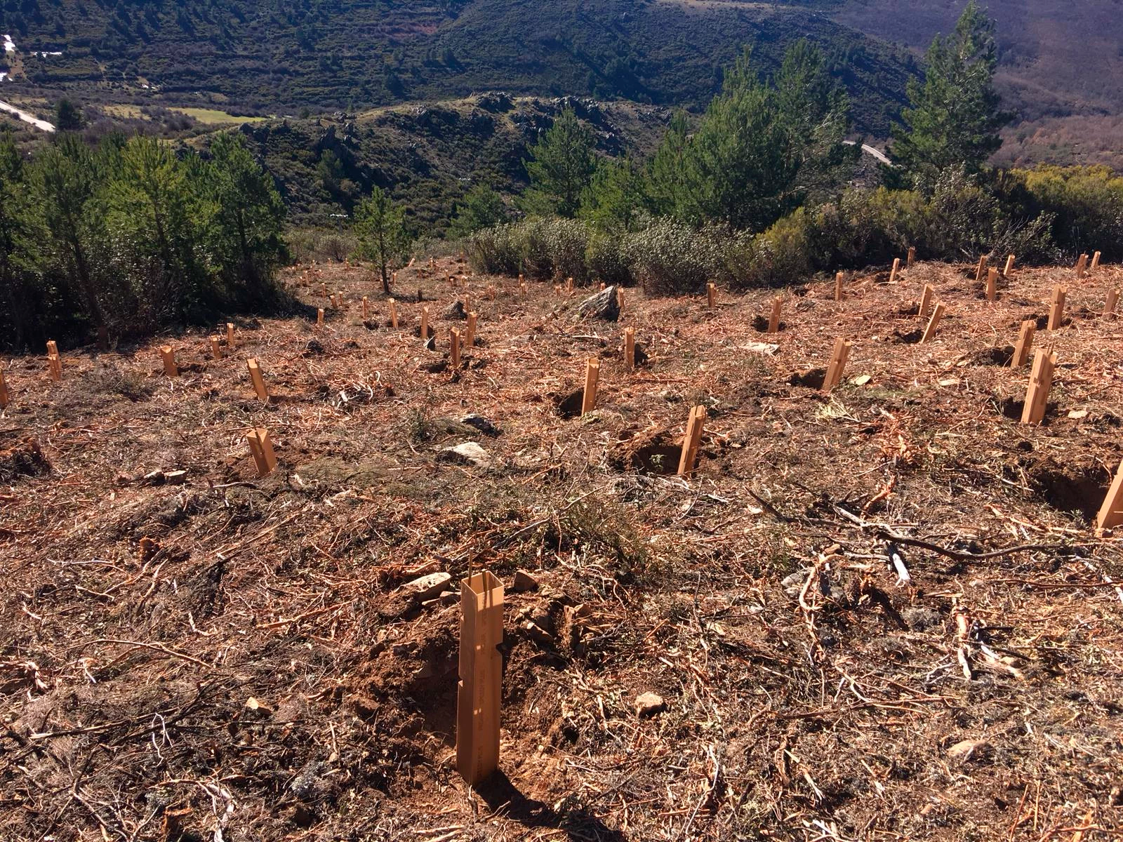 Icatalist-Fundación Montemadrid y Bankia-ReforestaAcción