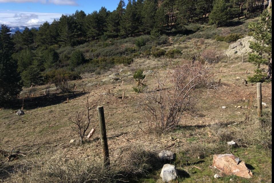 Icatalist-Fundación Montemadrid y Bankia-ReforestaAcción