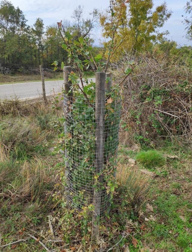 Icatalist-Fundación Montemadrid y Bankia-ReforestaAcción