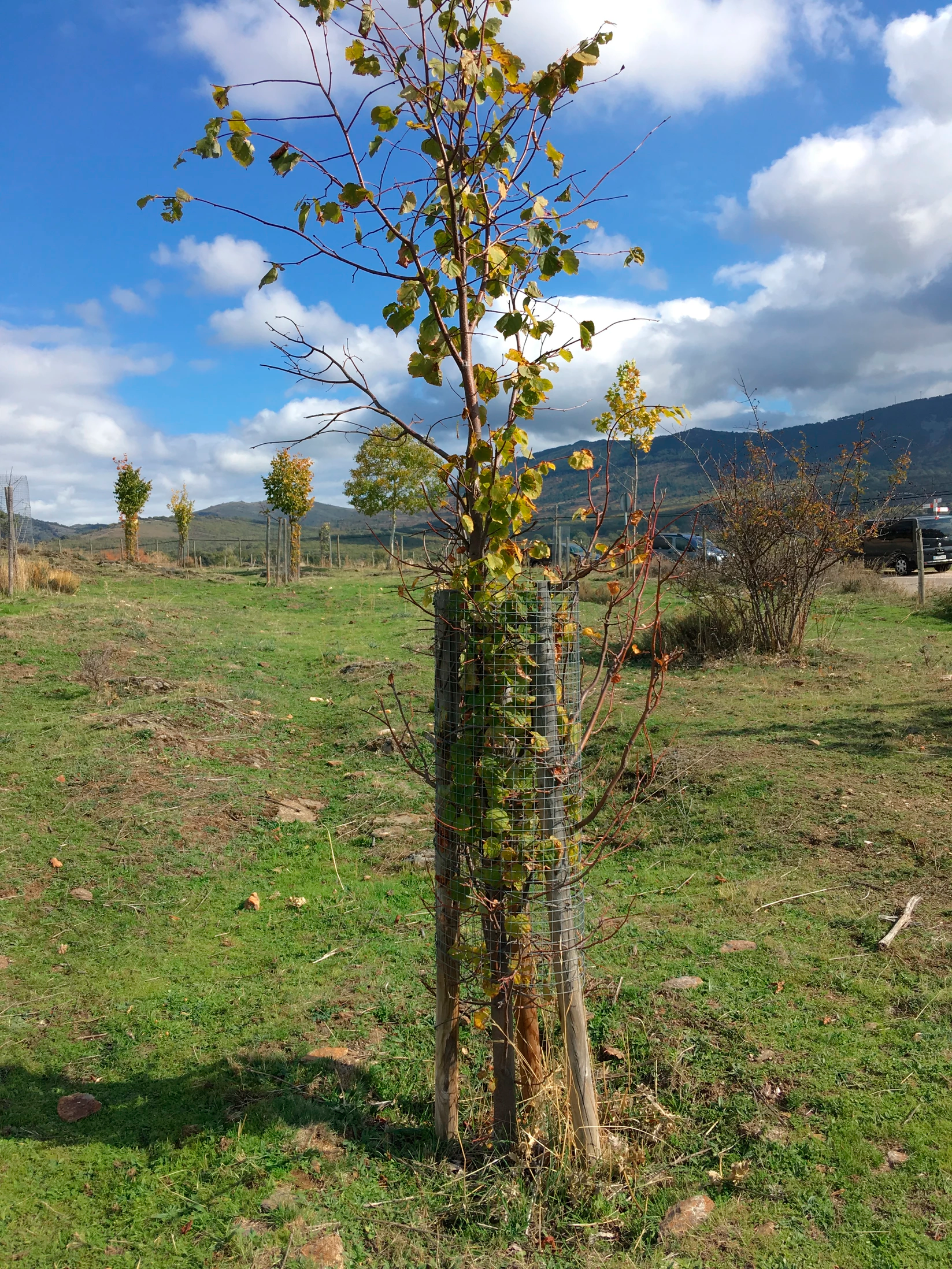 Icatalist-Fundación Montemadrid y Bankia-ReforestaAcción