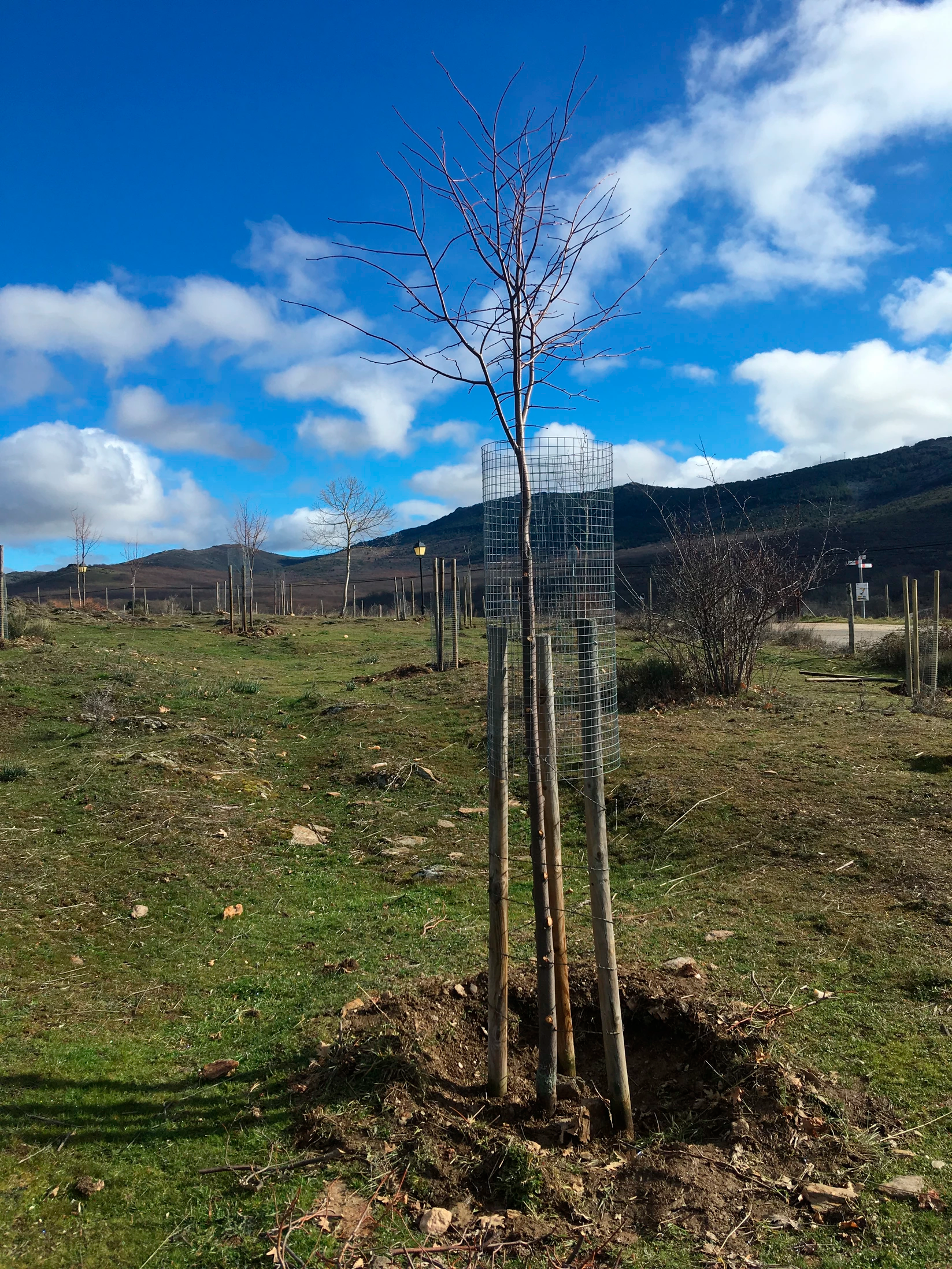 Icatalist-Fundación Montemadrid y Bankia-ReforestaAcción