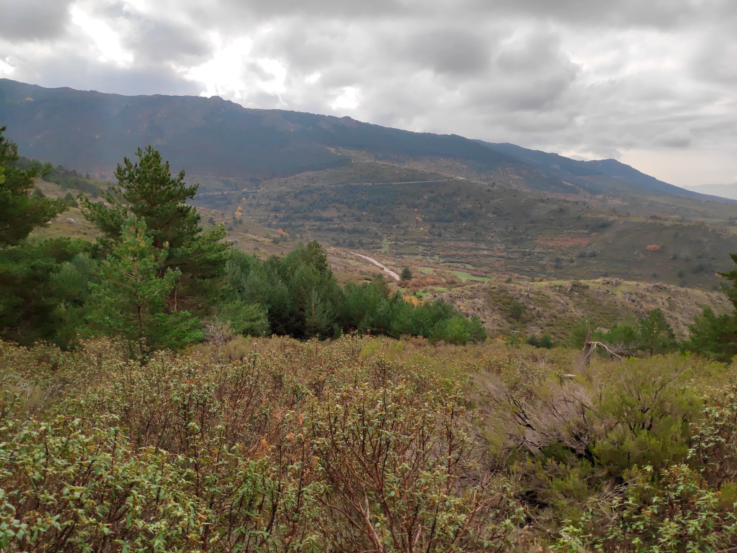 Icatalist-Fundación Montemadrid y Bankia-ReforestaAcción