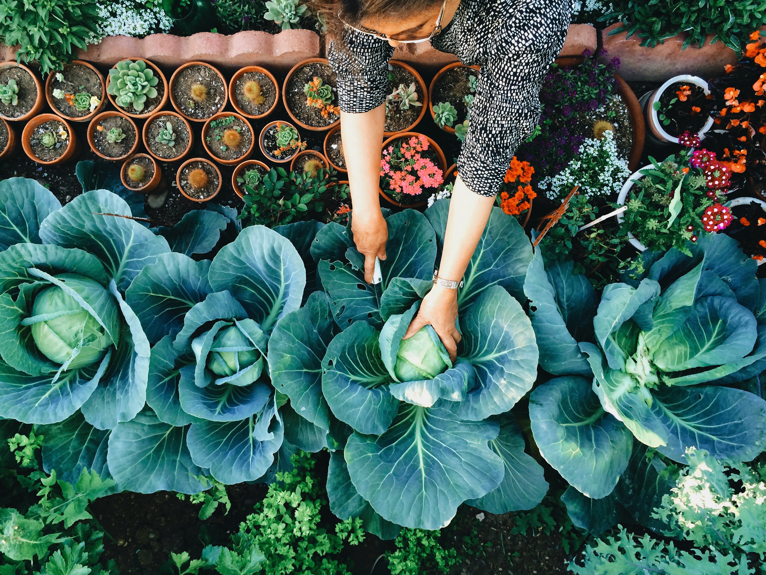 Verduras y plantas en maceta ejemplo de agricultura urbana